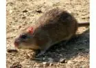 Best Rodent Control service in Caroline Springs