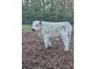 Mini Highland Cows for Sale: Premium Miniature Cattle in the UK & Europe