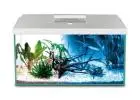 Oasis Aquariums: Top-Rated Aquarium Store in Sydney