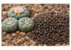 Premium Peyote Cactus Seeds – Lophophora Williamsii (Fresh & High Quality)
