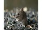 Best Mice Removal in Downtown Edmonton