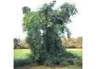 Shop Native Trees Online – iTrees.