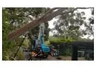 Tree Felling North Shore | Sam's Tree Services North Shore