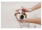 Best Dog Wash service in Richmond