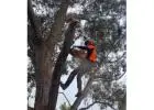 Best service for Tree Removal in Tynong