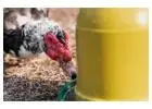 Clean Water, Healthier Chickens, Better Yields – Start Today