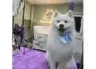 Best Dog Salon in Glen Iris