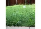 Choose the Instant Lawn Adelaide – Fresh, Green & Ready to Lay