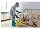 Best service for Mold Removal in Don Mills