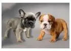Premium Bulldoggen direkt vom Spezialisten – Jetzt anfragen!