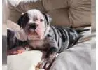 Englische Bulldoggen Welpen – Ihr Neuer Treuer Begleiter