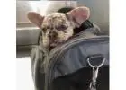 Französische Bulldoggen – Jetzt Ihren Traumwelpen finden!