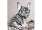 Mini Französische Bulldoggen – Kleine Hunde, Großes Herz!