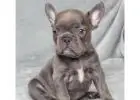 Gesunde Mini Bulldoggen & Englische Welpen – Jetzt anfragen!