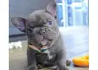 Premium Mini Bulldoggen – Seriöse Zucht mit Herz & Erfahrung!