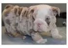 Bulldoggen Welpen mit Papieren – Jetzt verfügbar!