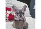Premium Bulldoggen vom Spezialisten – Seriös & Verantwortungsvoll!