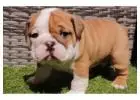 Englische Bulldoggen – Jetzt Ihren Traumwelpen nach Hause holen!