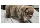 Premium Englische Bulldoggen – Seriös, Verantwortungsvoll & Erfahren!