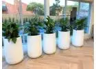Plant Hire Melbourne – Premium Indoor Plants for Offices & Events