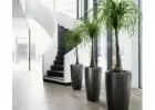 Pot Plant Hire – Stylish Indoor Plants for Any Space