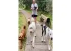 Best Dog Walking trainer in Bolton Point
