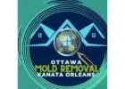 Trusted Mold Inspection & Mold Removal in Ottawa