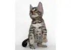 Wildschöne Bengal Katzen – Züchter direkt, mit Stammbaum