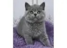Britisch Kurzhaar Kitten gesucht? Hier werden Sie fündig!