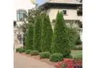 Shop Ornamental & Flowering Trees | Delivery, Planting & Warranty Included
