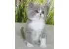 Charmante Britisch Kurzhaar Katzen – Züchter direkt, geprüfte Gesundheit
