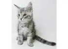 Maine Coon Kitten gesucht? Hier werden Sie fündig!