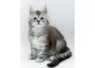 Beeindruckende Maine Coon Katzen – Züchter direkt, geprüfte Gesundheit
