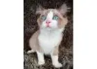 Ragdoll-Kätzchen kaufen – Reinrassig, gesund & liebevoll sozialisiert