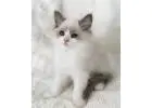 Ragdoll-Kätzchen mit Charakter – Ihr neues Familienmitglied wartet
