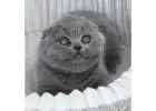 Scottish Fold Kitten gesucht? Hier werden Sie fündig!