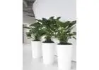 Hire Plants for Offices, Events & Commercial Spaces