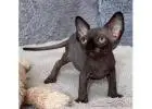 Sphynx-Kätzchen zu verkaufen – Einzigartig & voller Zuneigung