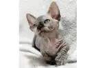 Sphynx-Kätzchen mit Charakter – Ihr neues Familienmitglied wartet