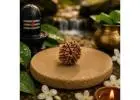 7 Mukhi Rudraksha Buy Online with Confidence