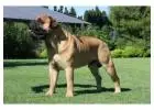 "BEST DOG CHEW EVER!!! Beef knuckle Bones!"