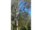 Best Tree Removal service in Maudsland