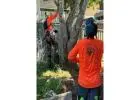 Best Tree Removals in Banya