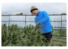Cultivated with care. Supplied with confidence top quality cannabis.