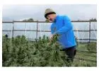 Cultivated with care. Supplied with confidence top quality cannabis.