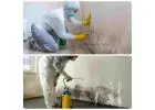 Can Melbourne Mould Removal Protect Your Property?
