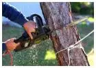 Best Tree Removals service in Launching Place