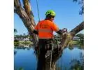 Best Tree Removal service in Tallebudgera