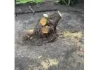 Best Stump Grinding service in Tinana