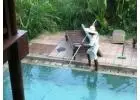 Professional Pool Management Services | Waterpark Operations